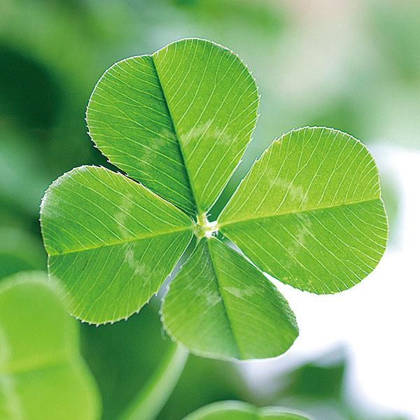 clover-top