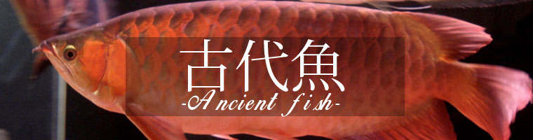 古代魚