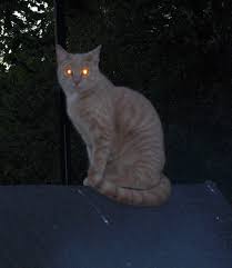 目の光る猫